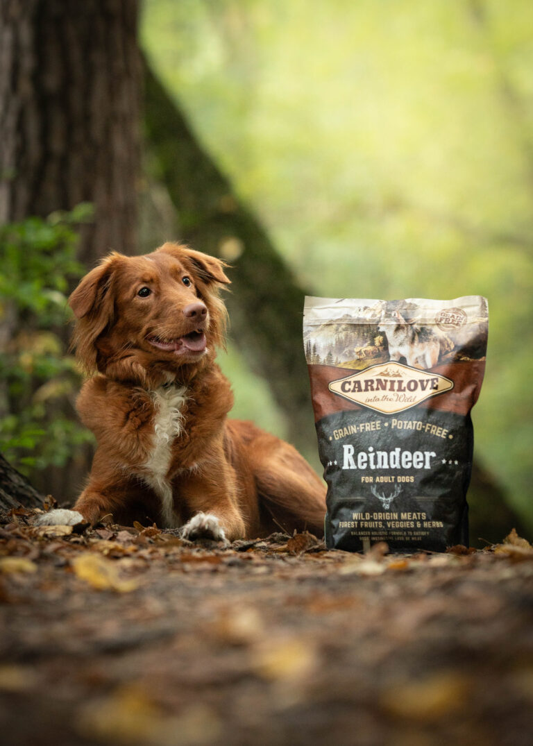 Dobre jedzenie dla psa z wrażliwym układem pokarmowym - jak je rozpoznać?