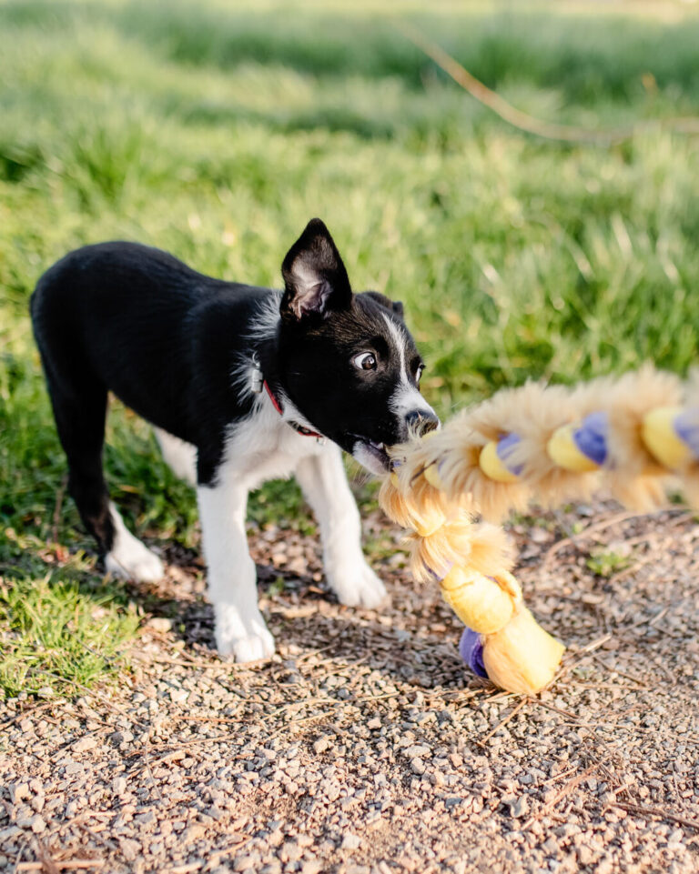 Mokra karma dla szczeniaka a potrzeby żywieniowe w pierwszych miesiącach życia